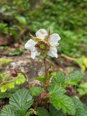 Rubus nepalensis