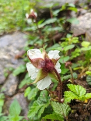Rubus nepalensis