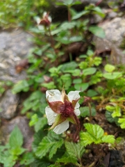Rubus nepalensis