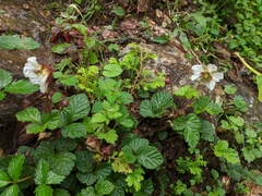 Rubus nepalensis