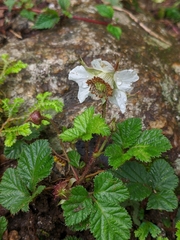 Rubus nepalensis