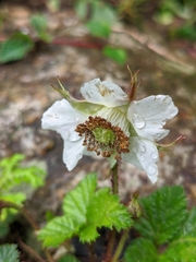 Rubus nepalensis