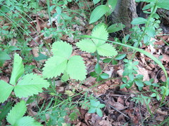 Fragaria orientalis