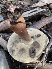 Tylopilus brunneus