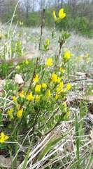 Chamaecytisus ruthenicus
