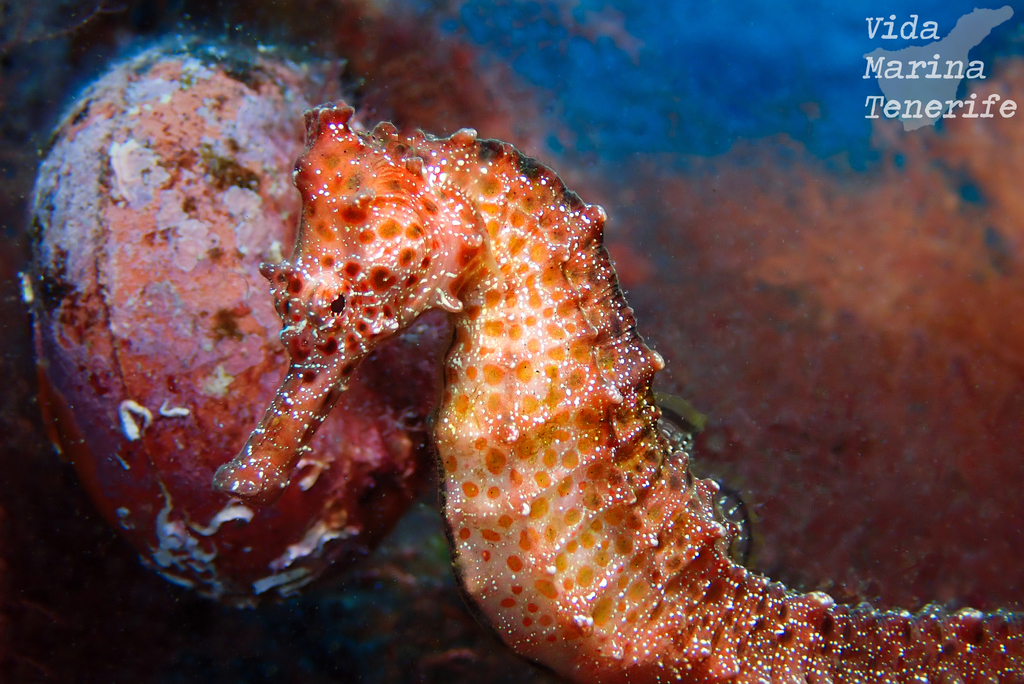 West African Seahorse