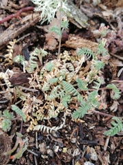 Ornithopus perpusillus