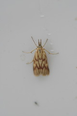 Polyocha venosa