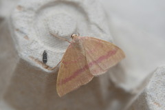 Rhodostrophia tabidaria