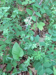 Galium platygalium