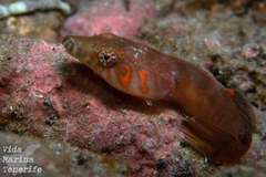 Conemara Clingfish photo 1