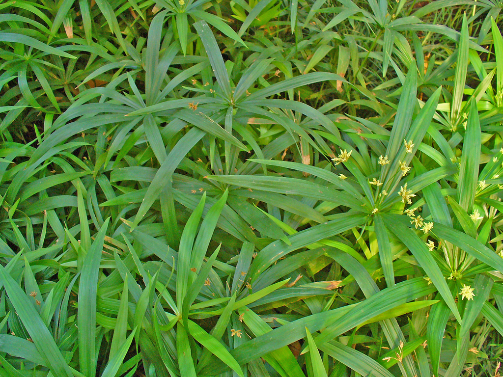 Dwarf striped umbrella sedge (Invasive and Weedy Indigenous Species of