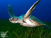 Green Sea Turtle - Photo (c) MARC MARTIN SOLA, some rights reserved (CC BY-NC), uploaded by MARC MARTIN SOLA
