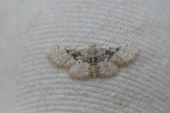 Idaea intermedia