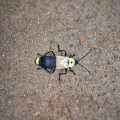 Chauliognathus heros