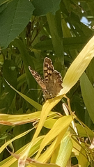 Pararge aegeria