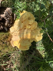 Laetiporus sulphureus