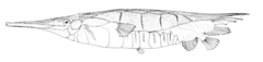 Smooth Razorfish photo 2