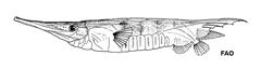 Smooth Razorfish photo 3