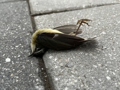 Setophaga caerulescens