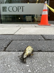 Setophaga caerulescens