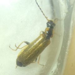 Rhagonycha nigriventris