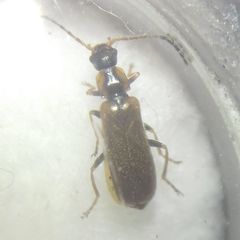 Rhagonycha nigriventris
