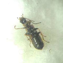 Rhagonycha nigriventris