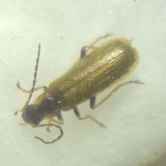 Rhagonycha nigriventris