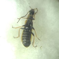 Rhagonycha nigriventris