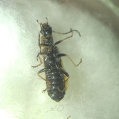 Rhagonycha nigriventris