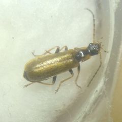 Rhagonycha nigriventris