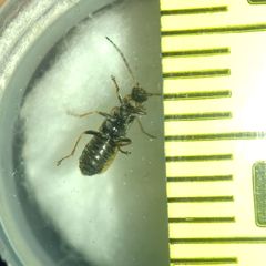 Rhagonycha nigriventris