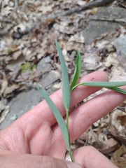 Polygonatum biflorum biflorum