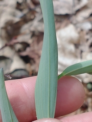 Polygonatum biflorum biflorum
