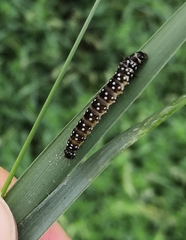Zelotherses paleana