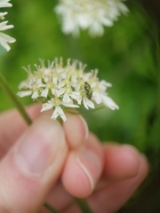 Orthops campestris