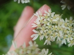 Orthops campestris