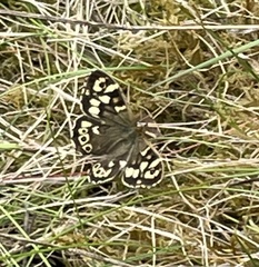 Pararge aegeria tircis