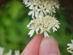 Orthops campestris