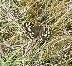 Pararge aegeria tircis