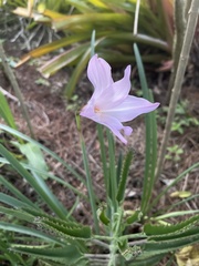 Zephyranthes robusta