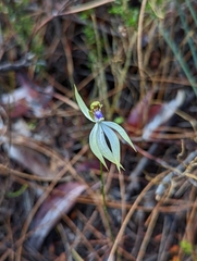 Praecoxanthus aphyllus
