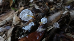 Mycena subulifera