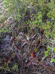 Praecoxanthus aphyllus