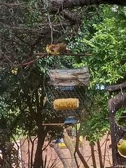 Ploceus velatus