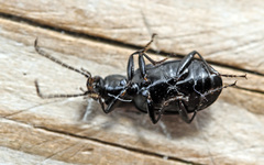Agonum fuliginosum