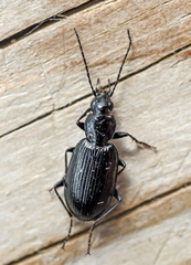 Agonum fuliginosum