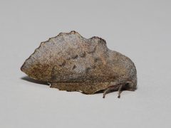 Phyllodesma kermesifolia