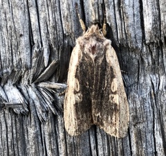Lithophane hemina